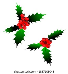 Isolated clipart, holly, Christmas plant. Vector.