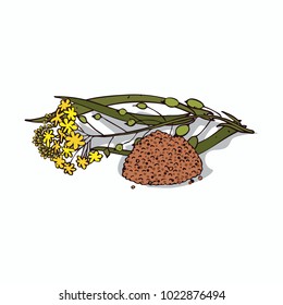 Isolated clipart of plant Camelina sativa on white background. Botanical drawing of herb False flax with flowers and leaves, seeds. Vector illustration