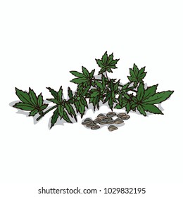 Isolated clipart of plant Hemp on white background. Botanical drawing of herb Cannabis sativa with leaves and seeds. Vector illustration