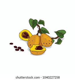 Isolated clipart of plant Marula on white background. Botanical drawing of herb Sclerocarya birrea with fruits and leaves, seeds. Vector illustration