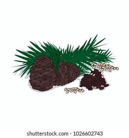 Isolated clipart of plant Pine nut on white background. Botanical drawing of herb Pine with seeds and leaves, nuts. Vector illustration