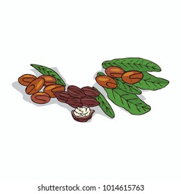 Isolated clipart of plant Shea tree on white background. Botanical drawing of herb Vitellaria paradoxa with nuts and leaves. Vector illustration svg