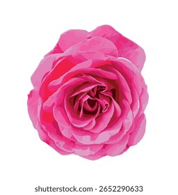 Close isolado de uma flor Rosa rosa florida, provavelmente Rosa ‘Meiclusif’ (Eden Rose 85). Pétalas elegantes em camadas na forma de rosa romântica, capturadas em fundo branco para uso botânico ou de design.