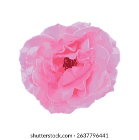 Isolated close-up of a blooming pink rose (Rosa × hybrida) on white background, ideal for botanical design, floral prints, and EPS 10 vector use in stock image collections.