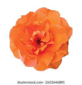 Close isolado de Rosa 'Louis de Funès', um chá híbrido rosa com pétalas laranja brilhantes. Elegante e vívido florescer com textura macia, recortado em um fundo branco para design ou uso botânico.