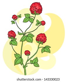 Isolated clover flower. Wild flower  - vector background.