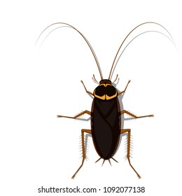 Isolated cockroach on transparent background
