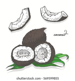 Isolated coconut on a white background. Vector illustration for your design