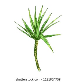 Isolated coconut or queen palm tree with leaves. Beach and rainforest, desert coco flora. Foliage of subtropical fern. Green palmae or jungle arecaceae.Island climate,botany, environment theme