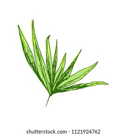 Isolated coconut or queen palm tree with leaves. Beach and rainforest, desert coco flora. Foliage of subtropical fern. Green palmae or jungle arecaceae.Island climate,botany, environment theme