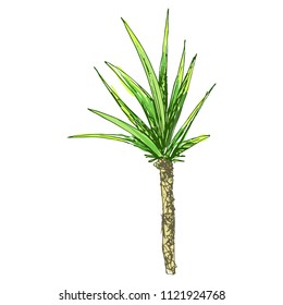 Isolated coconut or queen palm tree with leaves. Beach and rainforest, desert coco flora. Foliage of subtropical fern. Green palmae or jungle arecaceae.Island climate,botany, environment theme