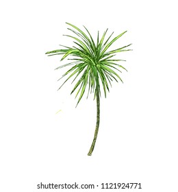 Isolated coconut or queen palm tree with leaves. Beach and rainforest, desert coco flora. Foliage of subtropical fern. Green palmae or jungle arecaceae.Island climate,botany, environment theme