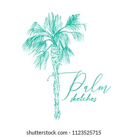 Isolated Coconut Queen Palm Tree Leaves Stock Vector (Royalty Free ...