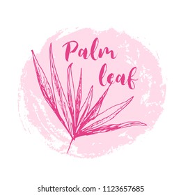 Isolated coconut or queen palm tree with leaves. Beach and rainforest, desert coco flora. Foliage of subtropical fern. Green palmae or jungle arecaceae. Island climate,botany, environment theme