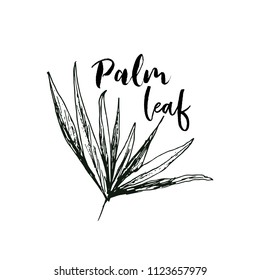 Isolated coconut or queen palm tree with leaves. Beach and rainforest, desert coco flora. Foliage of subtropical fern. Green palmae or jungle arecaceae. Island climate,botany, environment theme