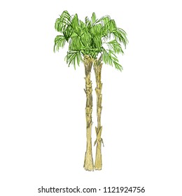 Isolated coconut or queen palm trees with leaves. Beach and rainforest, desert coco flora. Foliage of subtropical fern. Green palmae or jungle arecaceae.Island climate,botany, environment theme