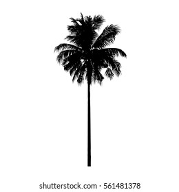 isolated coconut tree, natural plant sign, vector