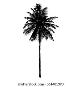isolated coconut tree, natural sign, vector