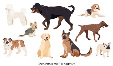 Isolated Collection Dog Pure Breeds. Set Of Various Domestic Pets. Rottweiler, Poodle, Beagle, Bulldog, Shepherd, Terrier,  Pointer, Labrador Retriever, Pug Cartoon Clipart.