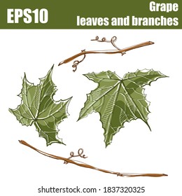 Isolated color Grape leaves and branches. Vector illustration