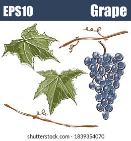 Isolated color Grape with leaves and branches. Vector illustration