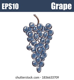  Isolated color Grape. Vector illustration