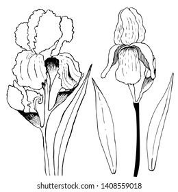 Isolated color set, Iris. Hand draws field plants in ink. botanical illustration vintage. Sprig with leaves, buds, flowers. Design for print, vintage posters, wallpaper, textiles. - Stock Illustration