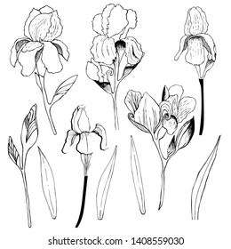 Isolated color set, Iris. Hand draws field plants in ink. botanical illustration vintage. Sprig with leaves, buds, flowers. Design for print, vintage posters, wallpaper, textiles. - Stock Illustration