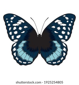 Isolated colored butterfly. Beautiful insect - Vector illustration