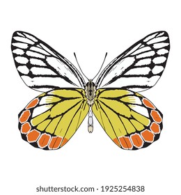 Mariposa aislada de color. Hermoso insecto - Ilustración vectorial