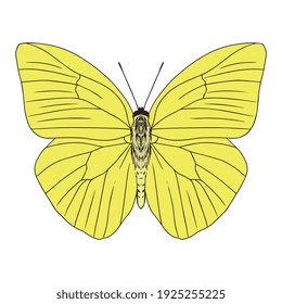 Isolated colored butterfly. Beautiful insect - Vector illustration