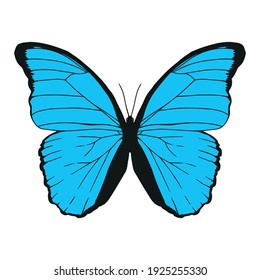 blue cartoon butterfly