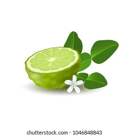 Isolated colored green half of juicy bergamot, kaffir lime with green leaves, white flower and shadow on white background. Realistic citrus fruit.