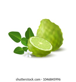 Isolated colored green whole and half of juicy bergamot, kaffir lime with green leaves, white flower and shadow on white background. Realistic citrus fruit.