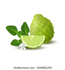 Isolated colored green whole and slice of juicy bergamot, kaffir lime with green leaves, white flower and shadow on white background. Realistic wedge citrus fruit.