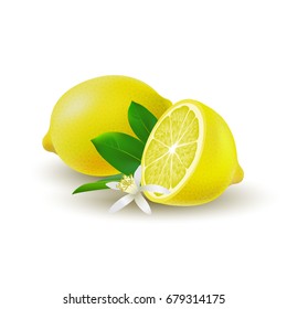 Isolated colored group of lemons, half and whole juicy fruit with green leaves, white flower and shadow on white background. Realistic citrus.