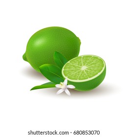 Isolated colored group of lime, half and whole juicy fruit with green leaves, white flower and shadow on white background. Realistic citrus.