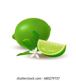 Isolated colored group of lime, slice and whole juicy fruit with green leaves, white flower and shadow on white background. Realistic citrus.