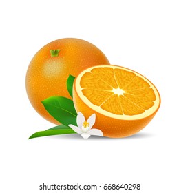 Isolated colored group of orange, half and whole juicy fruit with white flower, green leaf and shadow on white background. Realistic citrus.