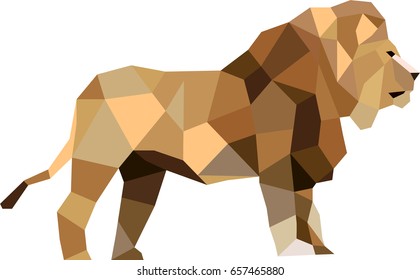 Isolated colored low poly lion wild. Vector illustration