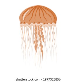 Isolated colored sea jellyfish in flat style on a white background, vector illustration