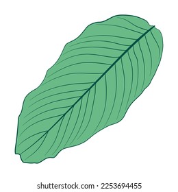 Isolated colored summer leaf sketch icon Vector