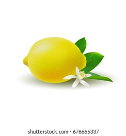 Isolated colored whole juicy yellow lemon with green leaf, white flower and shadow on white background. Realistic citrus fruit.