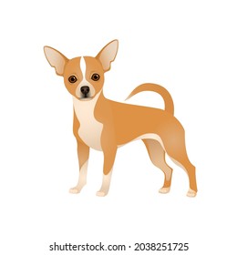 Isolated colorful happy standing chihuahua on white background. Color flat cartoon breed dog.