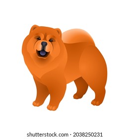 Isolated colorful happy standing chow chow on white background. Color flat cartoon breed dog.