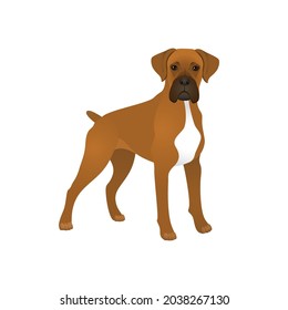 Isolated colorful happy standing german boxer dog on white background. Color flat cartoon breed dog.