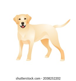 Isolated colorful happy standing labrador retriever on white background. Color flat cartoon breed dog.