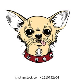 Einzeln bunter Kopf und Gesicht von Chihuahua auf weißem Hintergrund. Farbflacher Cartoon Rasse Portrait Hund.