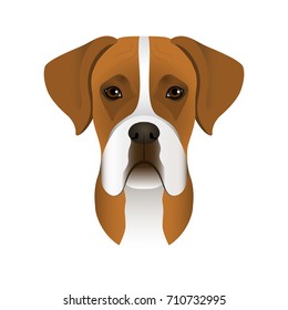 Isolated colorful head and face of german boxer on white background. Line color flat cartoon breed dog portrait