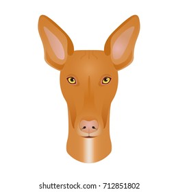 Isolated colorful head and face of pharaoh hound on white background. Line color flat cartoon breed dog portrait.